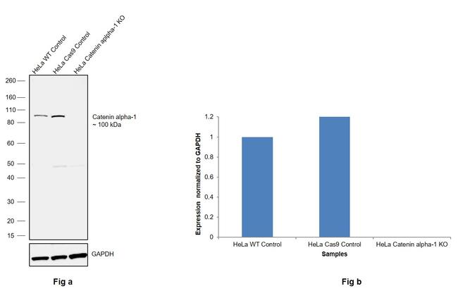 alpha Catenin Antibody in Western Blot (WB)