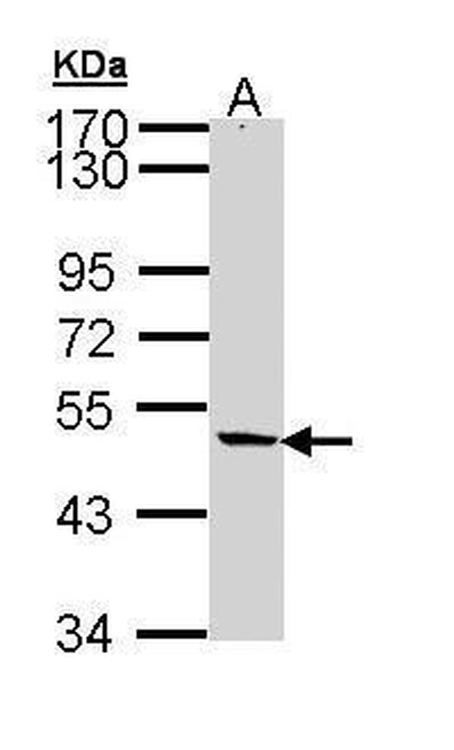 NIPA Antibody in Western Blot (WB)