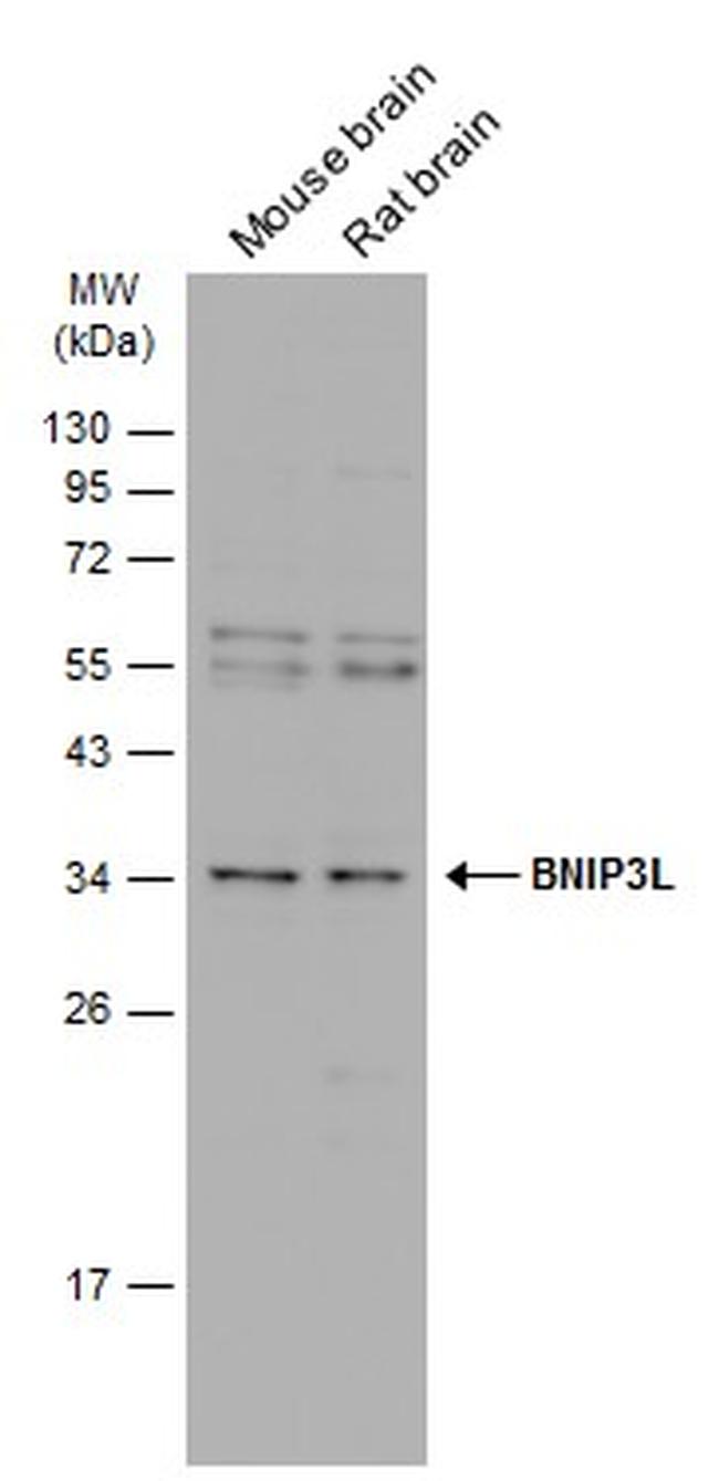 BNIP3L Antibody in Western Blot (WB)