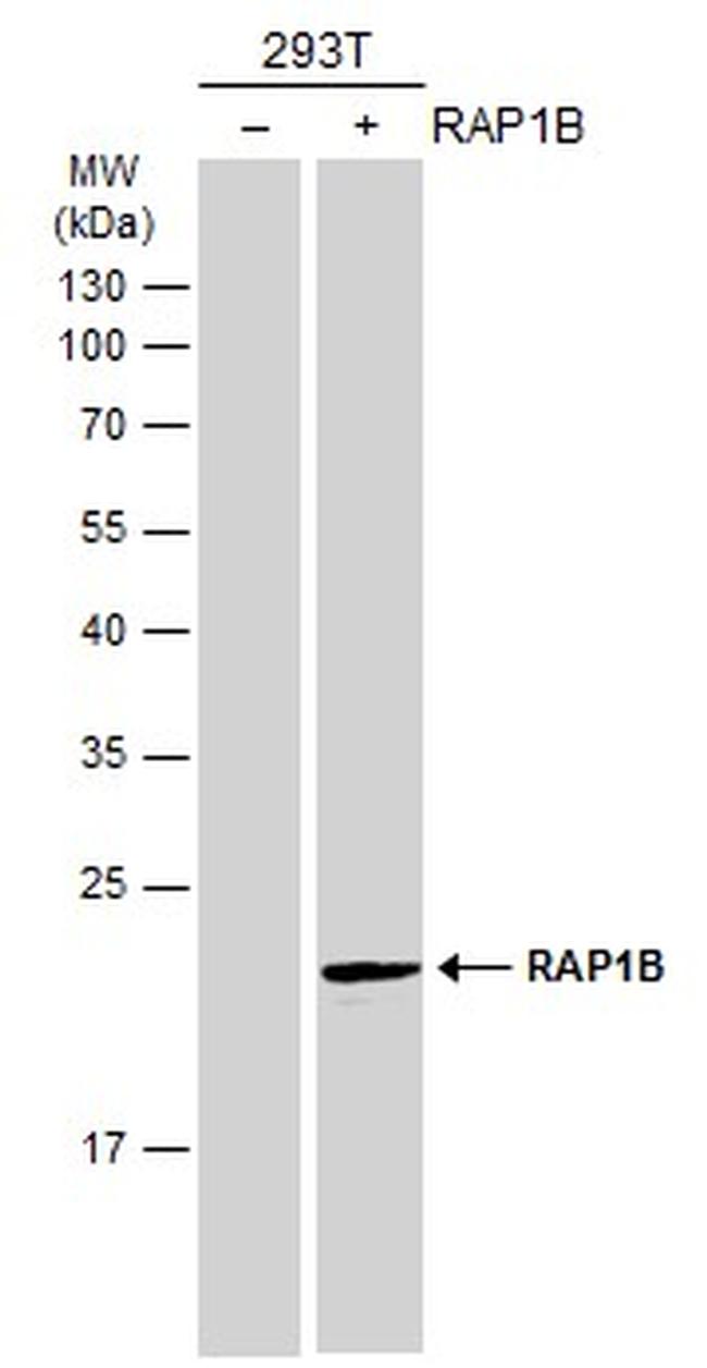 RAP1B Antibody in Western Blot (WB)