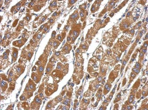 DEAF1 Antibody in Immunohistochemistry (Paraffin) (IHC (P))