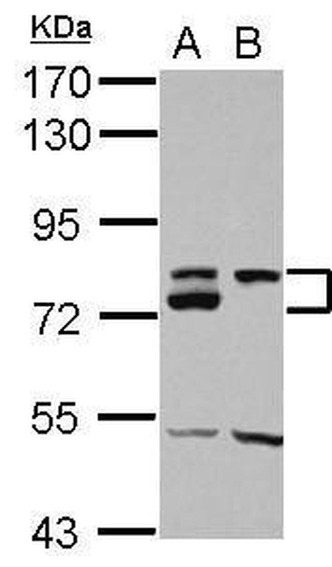 DMTF1 Antibody in Western Blot (WB)