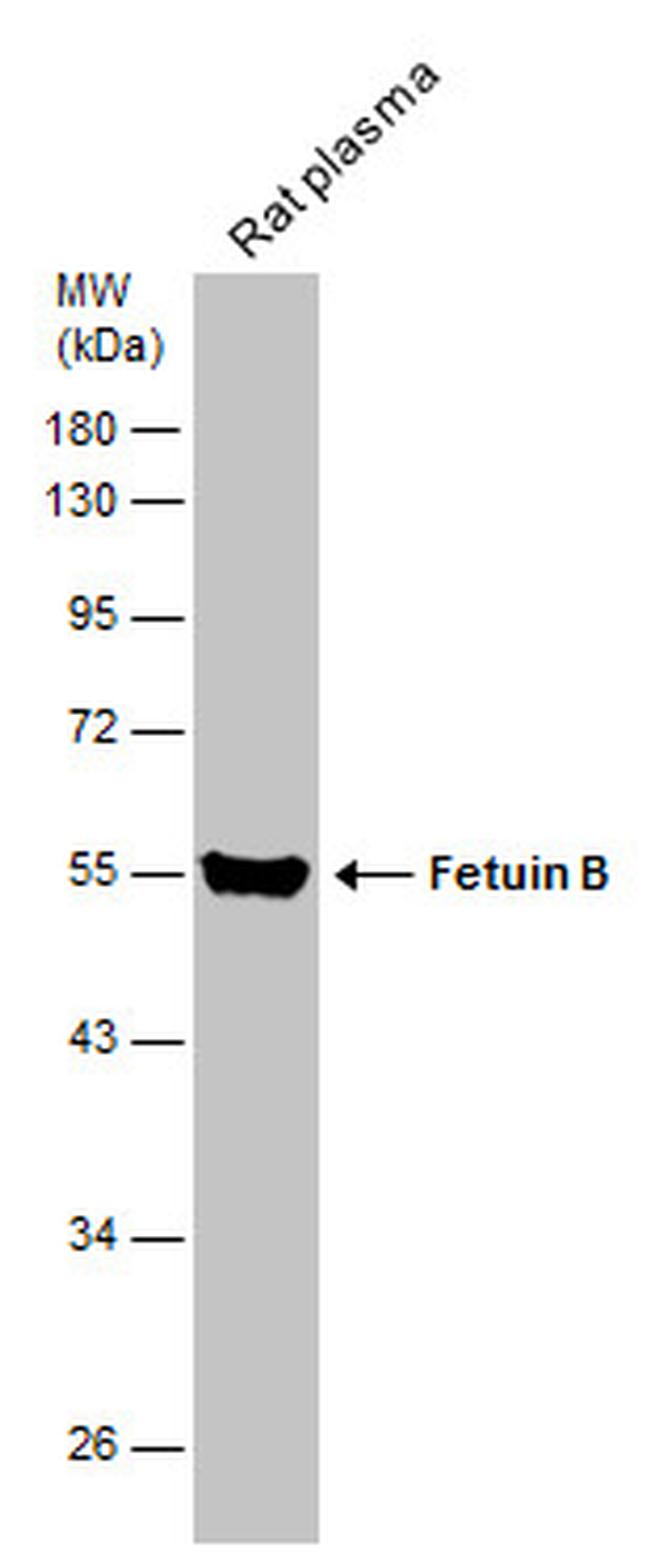 Fetuin B Antibody in Western Blot (WB)