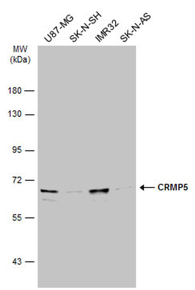 CRMP5 Antibody in Western Blot (WB)