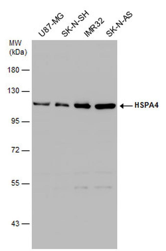 HSPA4 Antibody in Western Blot (WB)