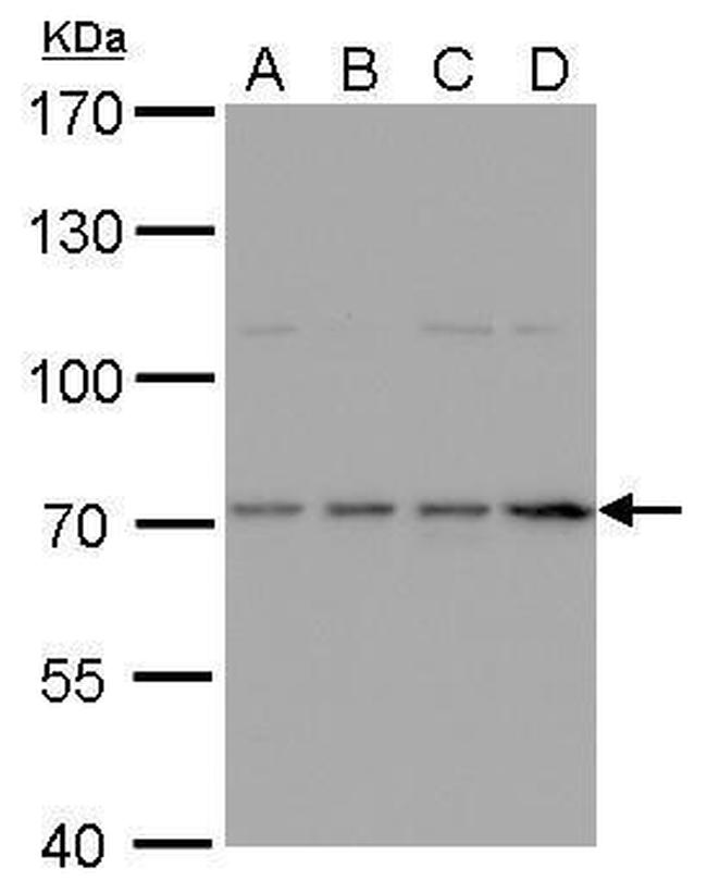 HDC Antibody in Western Blot (WB)