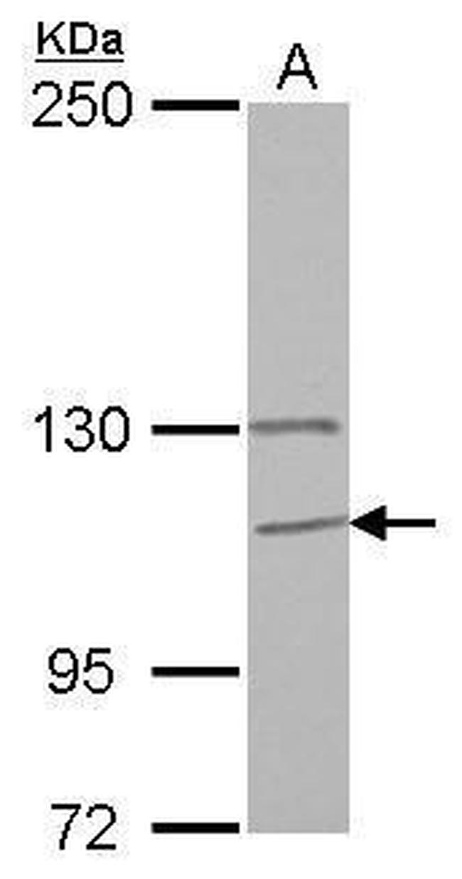 GANC Antibody in Western Blot (WB)