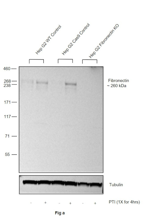 Fibronectin Antibody