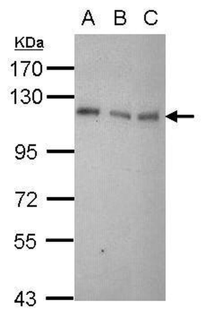 DAXX Antibody in Western Blot (WB)