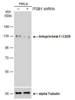 ITGB1 Antibody