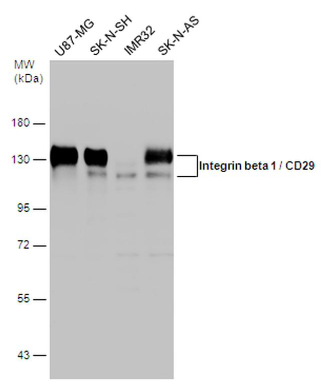 ITGB1 Antibody in Western Blot (WB)