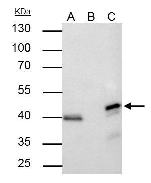 ERK2 Antibody in Immunoprecipitation (IP)