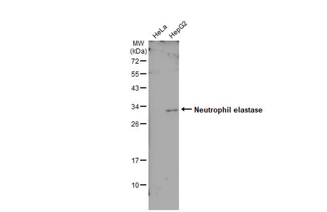 Neutrophil elastase Antibody in Western Blot (WB)