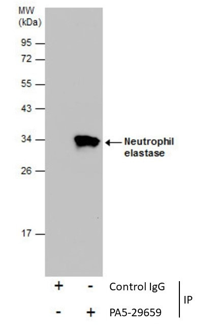 Neutrophil elastase Antibody in Immunoprecipitation (IP)