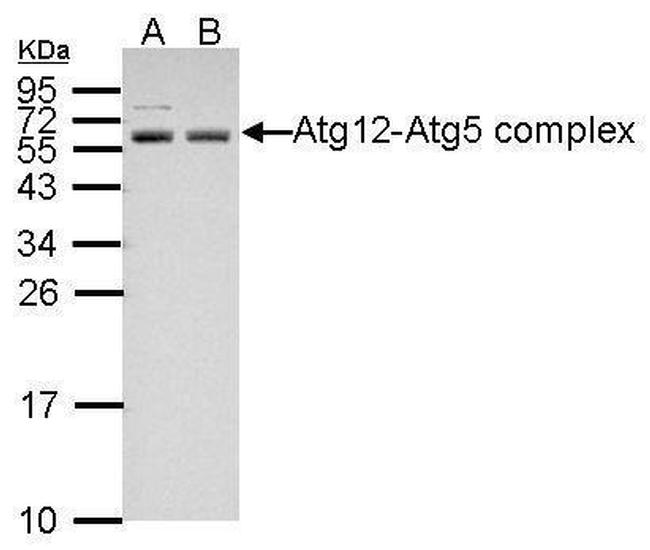 ATG5 Antibody in Western Blot (WB)