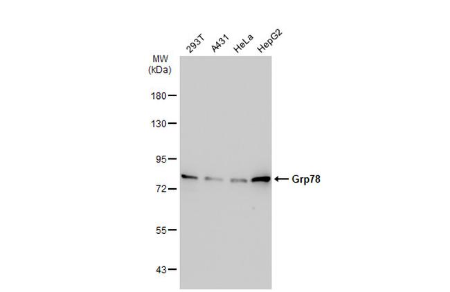 GRP78 Antibody in Western Blot (WB)