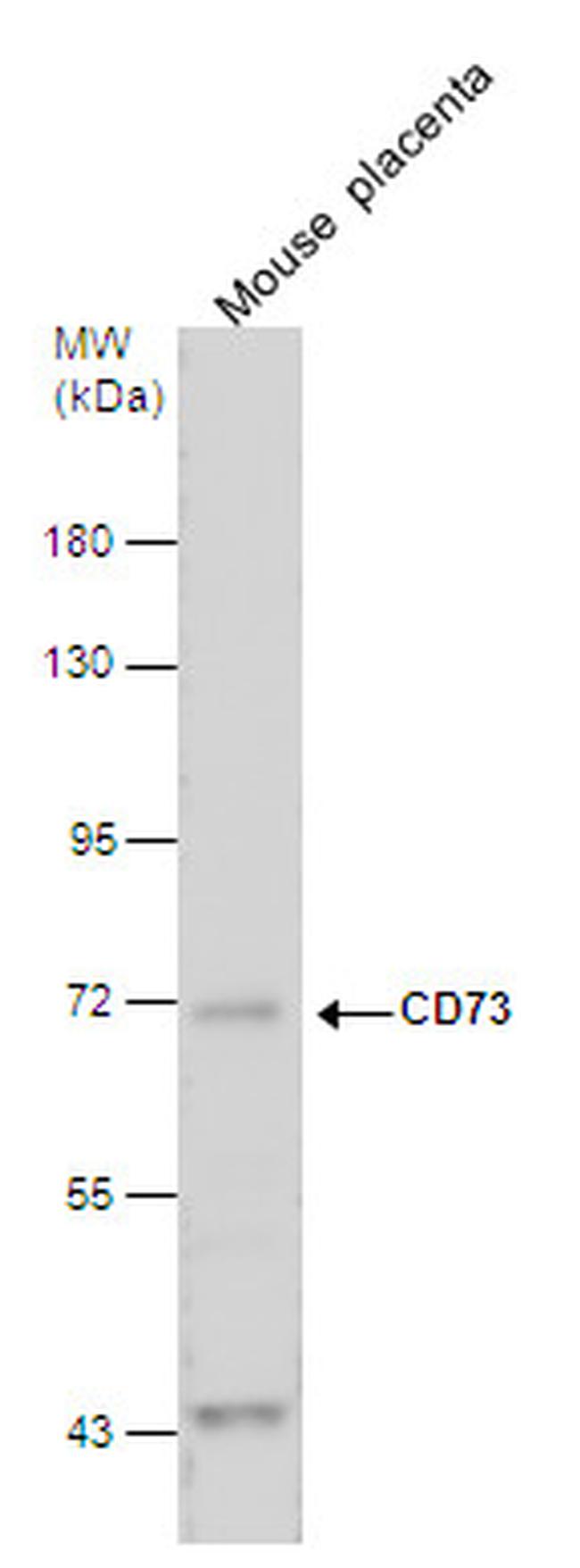 CD73 Antibody in Western Blot (WB)