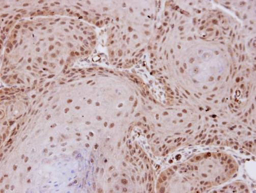 PP2A alpha Antibody in Immunohistochemistry (Paraffin) (IHC (P))