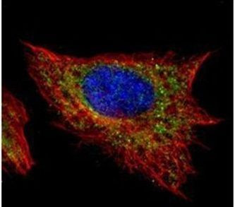 SREBF2 Antibody in Immunocytochemistry (ICC/IF)