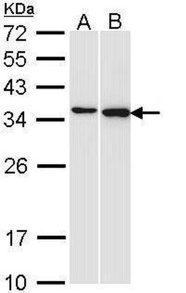 Pirin Antibody in Western Blot (WB)