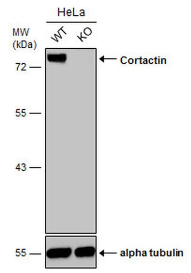 Cortactin Antibody