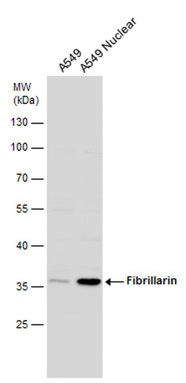 Fibrillarin Antibody in Western Blot (WB)