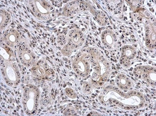 Fibrillarin Antibody in Immunohistochemistry (Paraffin) (IHC (P))