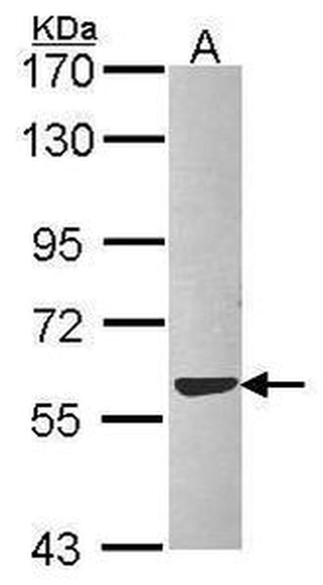 ERp57 Antibody in Western Blot (WB)