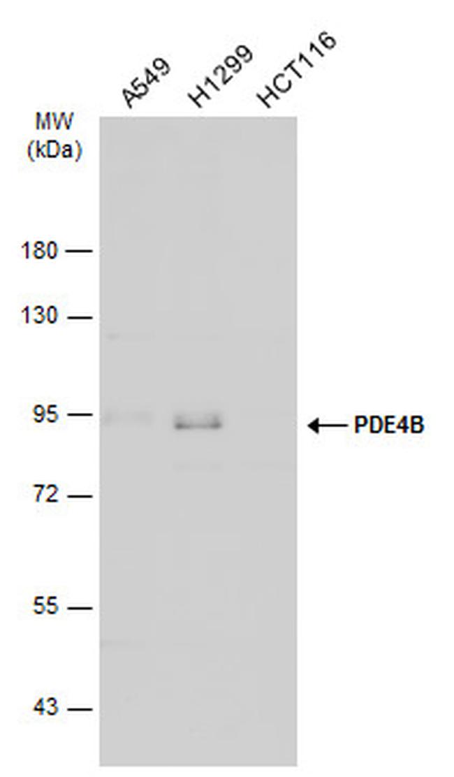 PDE4B Antibody in Western Blot (WB)