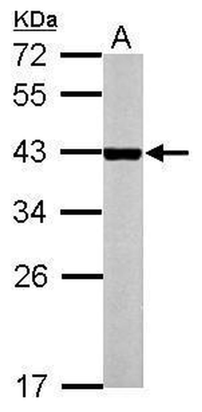 MB67 Antibody in Western Blot (WB)