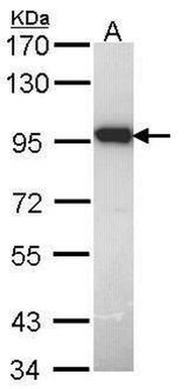 DUSP16 Antibody in Western Blot (WB)