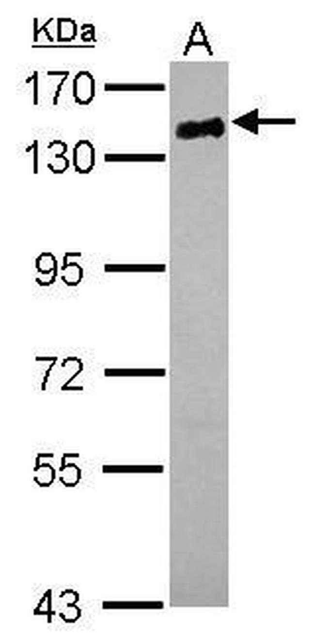 CD22 Antibody in Western Blot (WB)