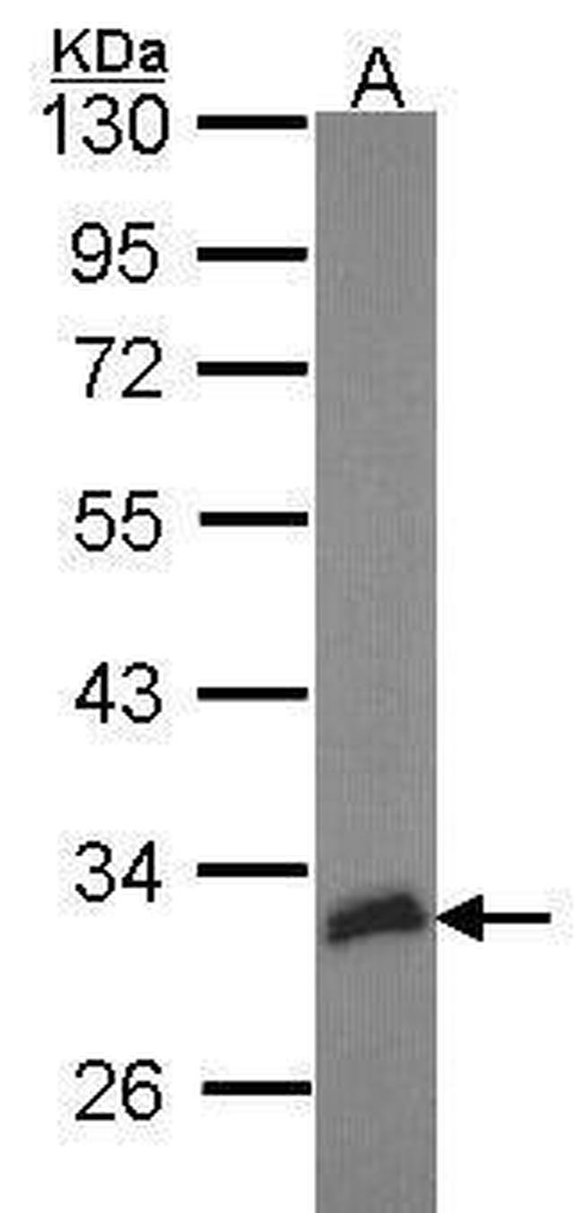 HEYL Antibody in Western Blot (WB)