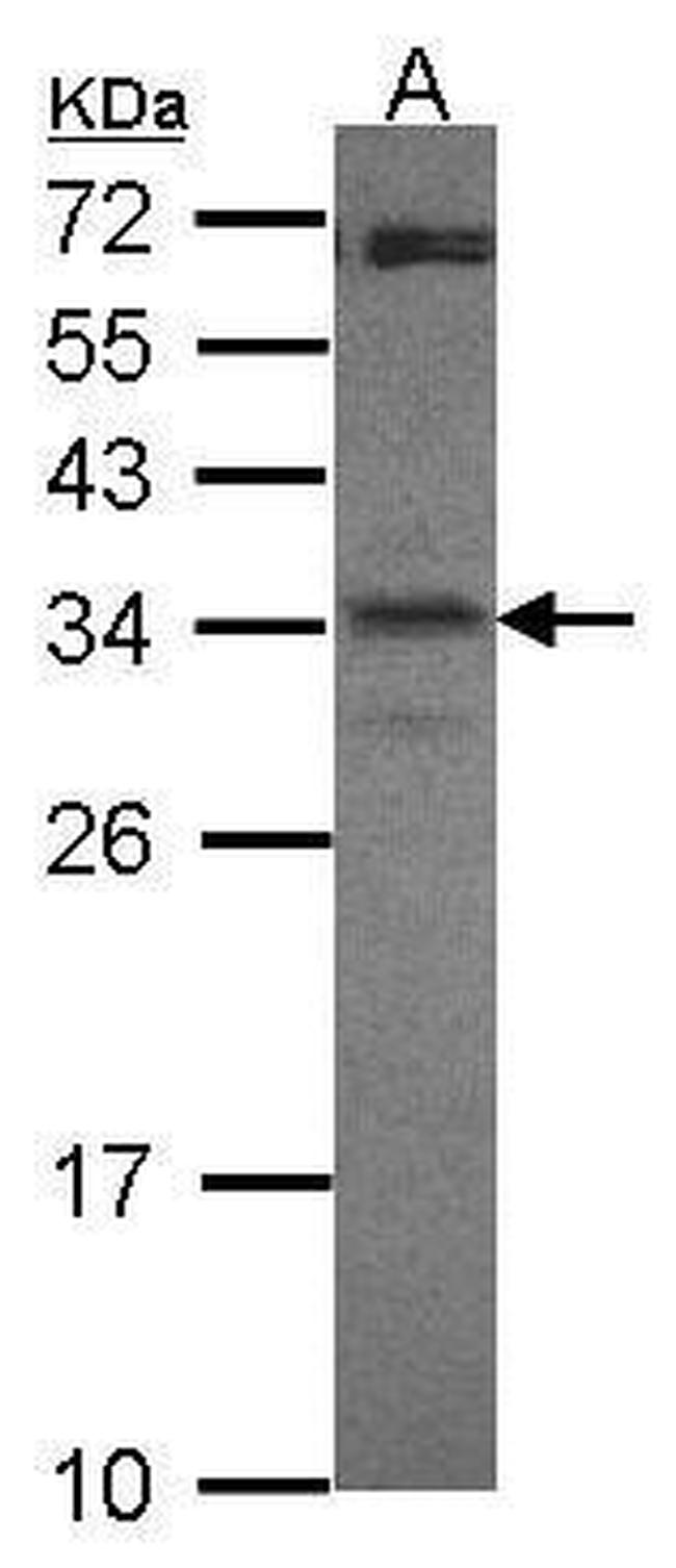 CREM Antibody in Western Blot (WB)