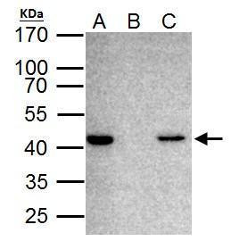 TDP-43 Antibody in Immunoprecipitation (IP)