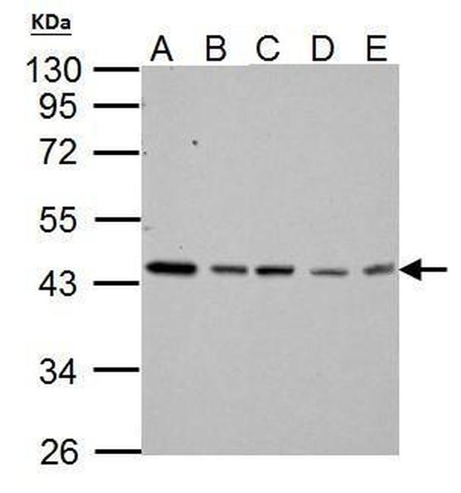 TDP-43 Antibody in Western Blot (WB)