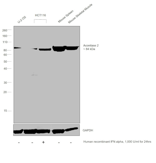 Aconitase 2 Polyclonal Antibody (PA5-29960)