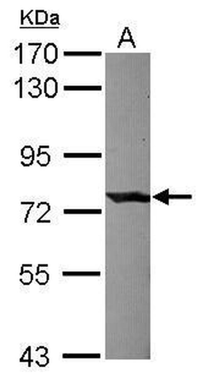 C1S Antibody in Western Blot (WB)