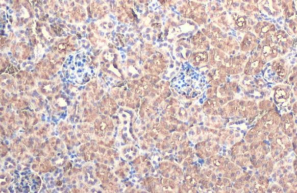 FAH Antibody in Immunohistochemistry (Paraffin) (IHC (P))