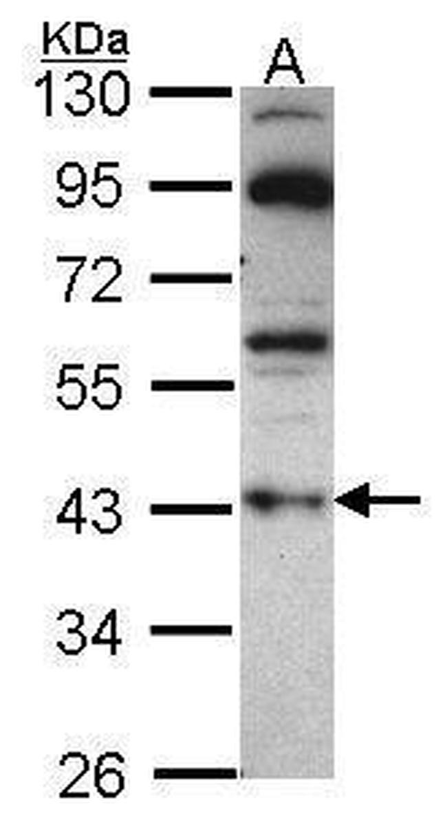 GNAZ Antibody in Western Blot (WB)