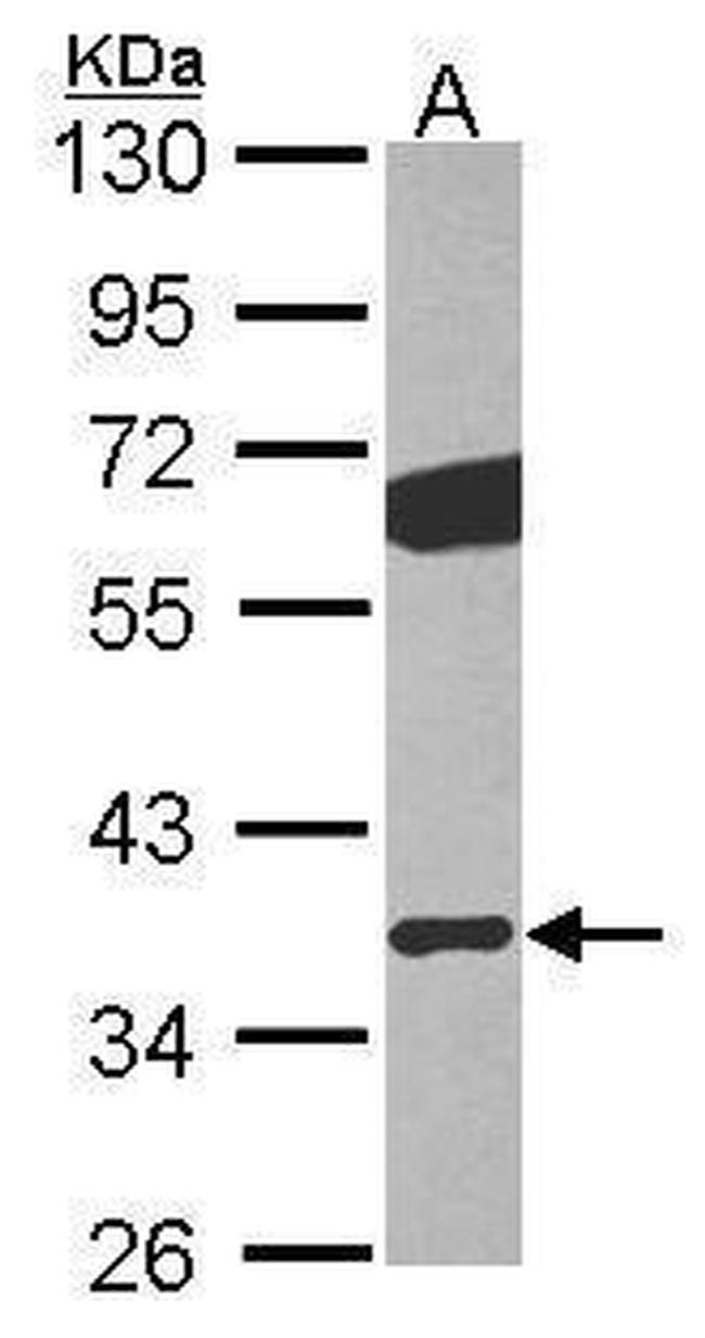 GNB2 Antibody in Western Blot (WB)