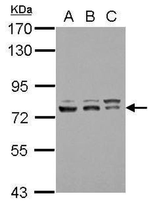 GTF2F1 Polyclonal Antibody (PA5-30050)