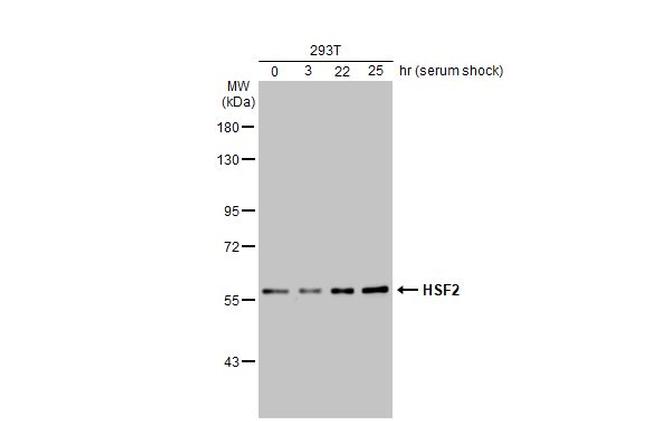 HSF2 Antibody in Western Blot (WB)