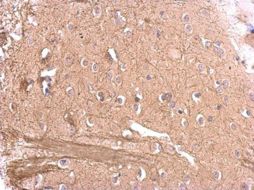 MAG Antibody in Immunohistochemistry (Paraffin) (IHC (P))