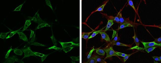 NAGLU Antibody in Immunocytochemistry (ICC/IF)