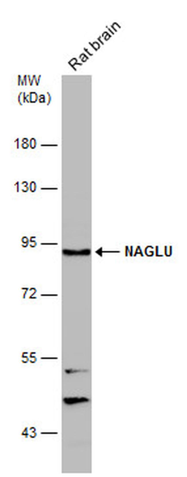 NAGLU Antibody in Western Blot (WB)