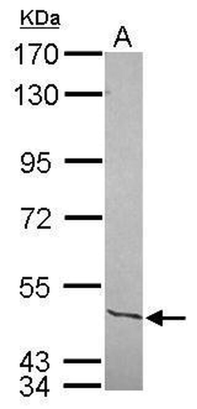 NFIC Antibody in Western Blot (WB)