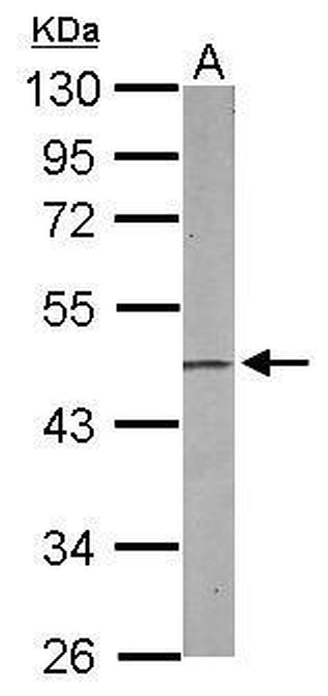 EBP1 Antibody in Western Blot (WB)