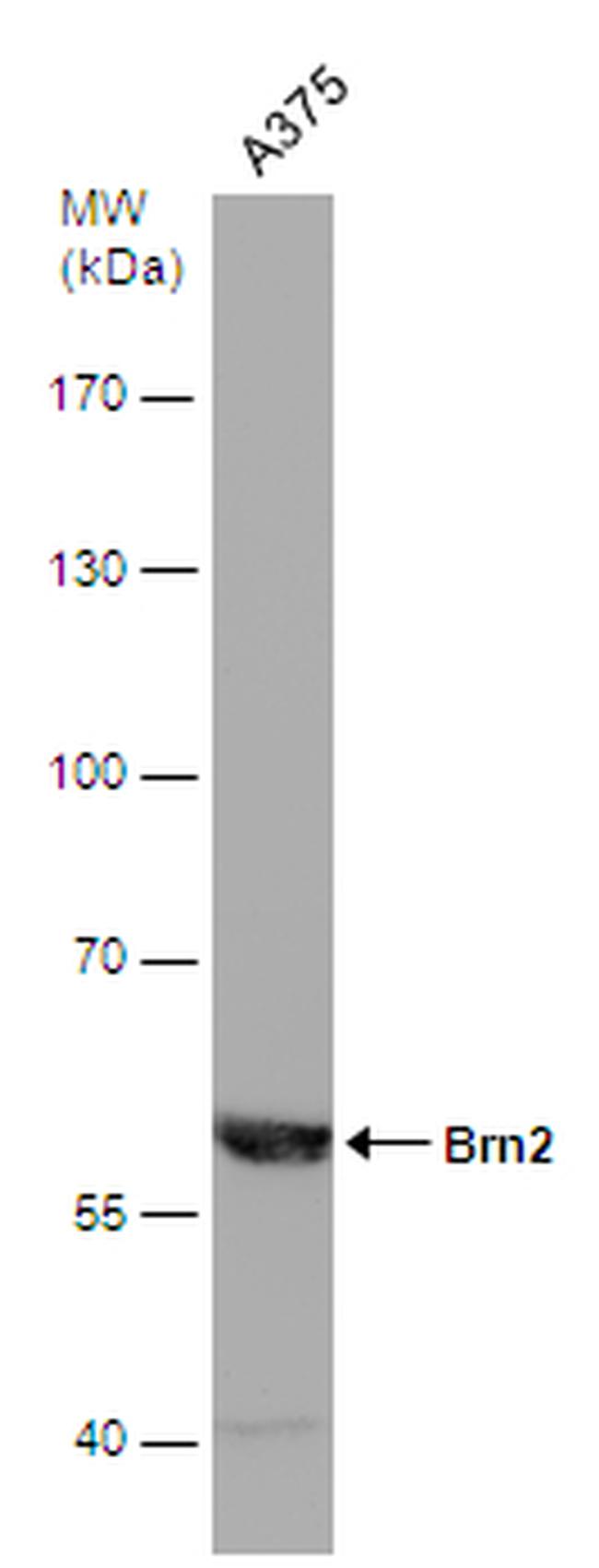 Polyane® TYPE 150 - BATN1503PR - Polyane