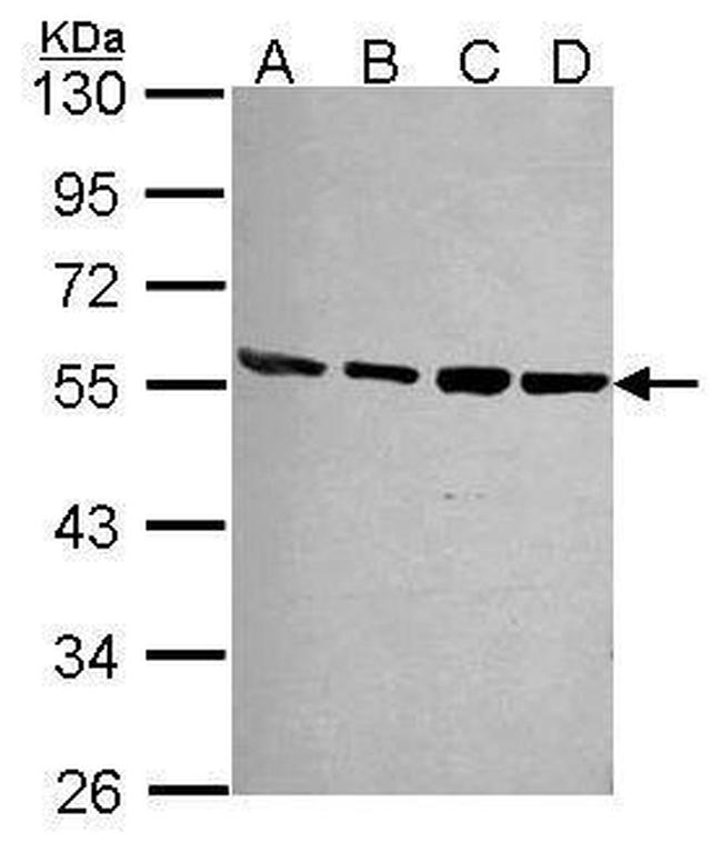 PSMD4 Antibody in Western Blot (WB)